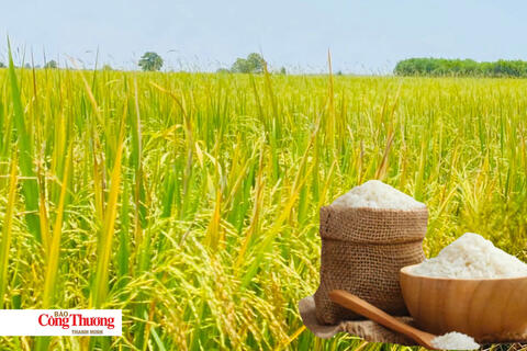 Giá lúa gạo hôm nay ngày 23/10/2026: Gạo Đài Thơm 8 tăng 500 đồng/kg