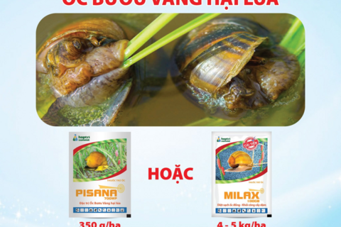 Bảo vệ ruộng lúa từ đầu vụ đến thu hoạch bằng giải pháp quản lý dịch hại tổng hợp