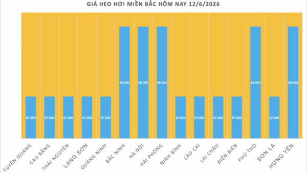 Giá heo hơi hôm nay 12/6/2026: Cao nhất 68.000 đồng/kg