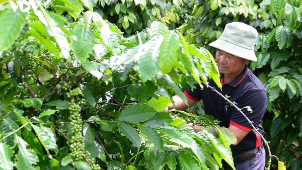 Bản tin nông sản hôm nay (20-8): Giá cà phê tiếp tục tăng