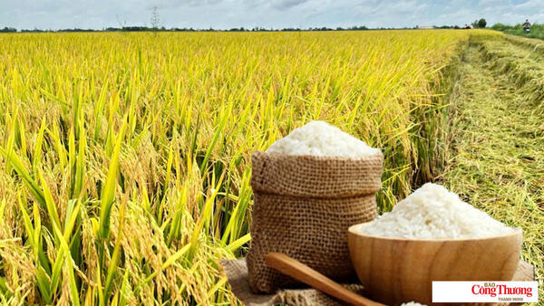 Giá lúa gạo hôm nay ngày 8/9/2026:Lúa tươi OM 5451 giảm 300 đồng/kg