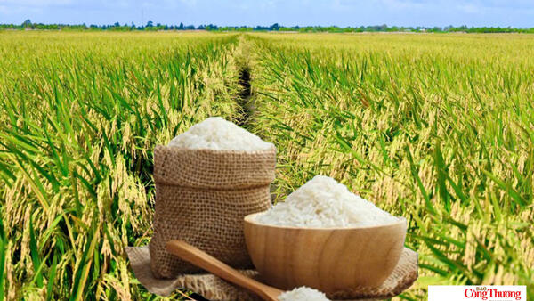 Giá lúa gạo hôm nay ngày 29/10/2026: Gạo xuất khẩu tiếp đà tăng mạnh