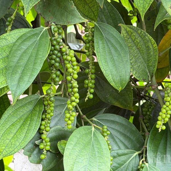 Giá tiêu hôm nay 12/6/2026: Thị trường lặng sóng