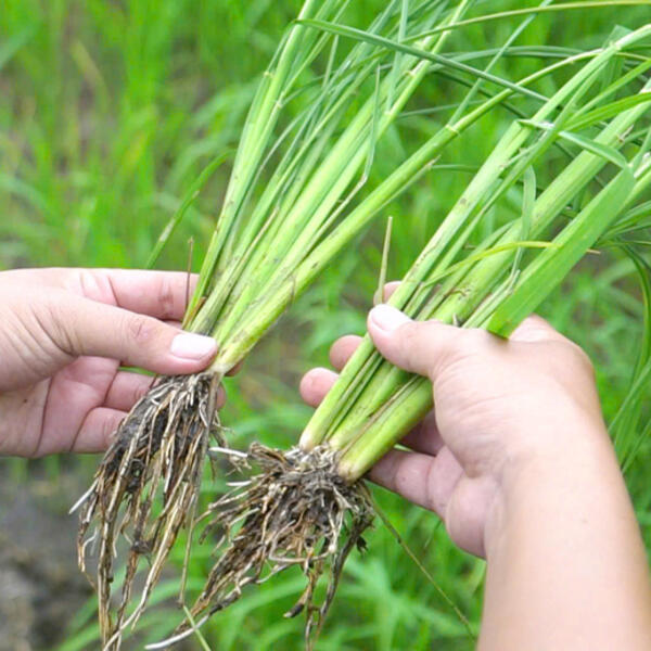 Chuyện người nông dân ‘đánh thức’ vùng đất phèn