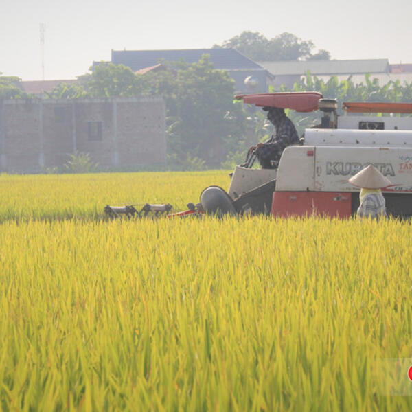Doanh nghiệp kiến nghị loạt giải pháp thúc đẩy xuất khẩu gạo