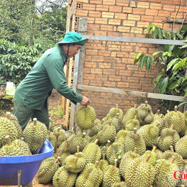 Lãnh đạo xã làm KOL, KOC bán sầu riêng online, hàng ngàn đơn đã chốt
