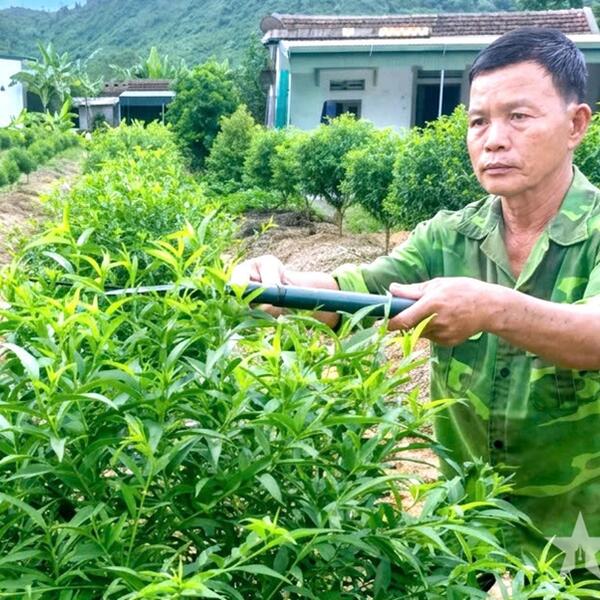 Cựu chiến binh "bén duyên" trồng đào