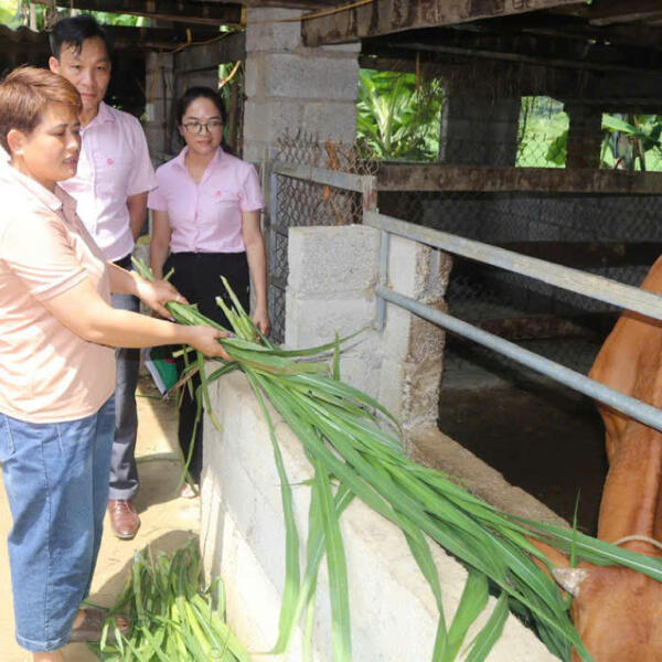 Vốn tín dụng chính sách tạo động lực giảm nghèo bền vững ở vùng cao Hà Quảng