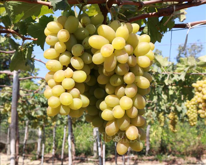 Nho xanh là một trong những sản phẩm OCOP nổi tiếng của Ninh Thuận.