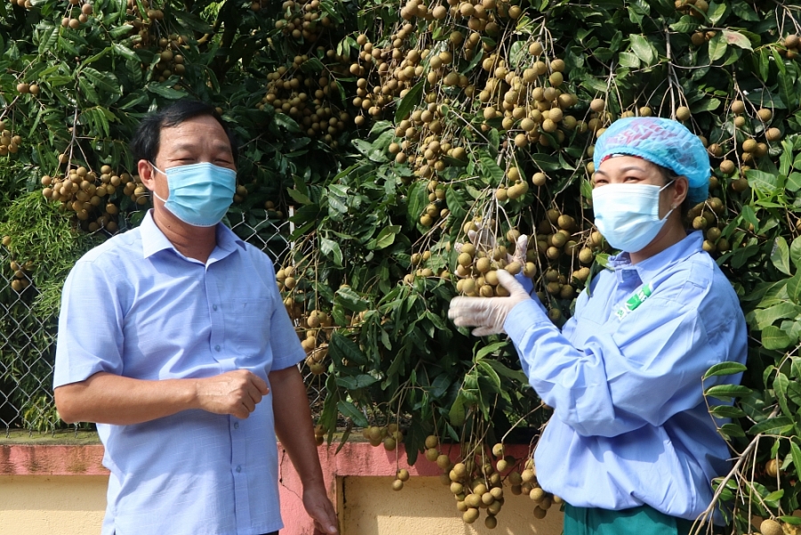 Thành phố Chí Linh mở vườn thu hái nhãn xuất khẩu châu Âu Thành phố Chí Linh mở vườn thu hái nhãn xuất khẩu châu Âu