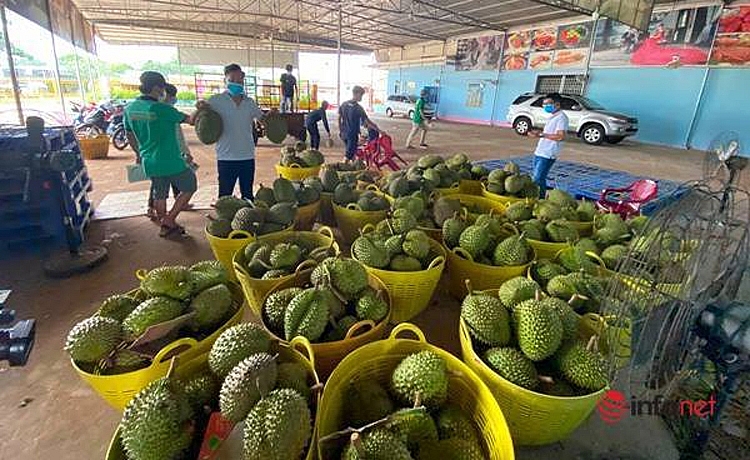 Sầu riêng giảm giá nhẹ, chủ vườn vẫn lãi cao Sầu riêng giảm giá nhẹ, chủ vườn vẫn lãi cao
