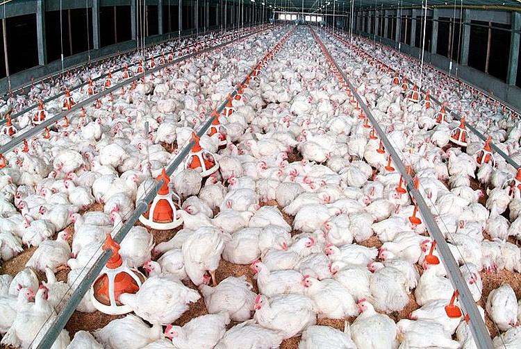 Không để đứt gãy các chuỗi sản xuất và cung ứng trong chăn nuôi Không để đứt gãy các chuỗi sản xuất và cung ứng trong chăn nuôi