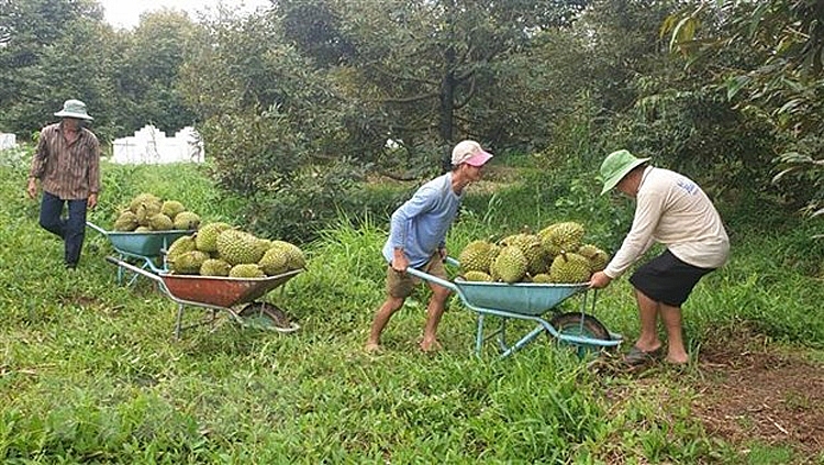 Đắk Lắk xây dựng hai phương án tiêu thụ sầu riêng và quả bơ Đắk Lắk xây dựng hai phương án tiêu thụ sầu riêng và quả bơ