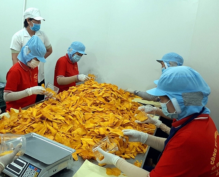 Mít Tiền Giang tăng giá, nhiều nhà vườn lãi lớn Mít Tiền Giang tăng giá, nhiều nhà vườn lãi lớn