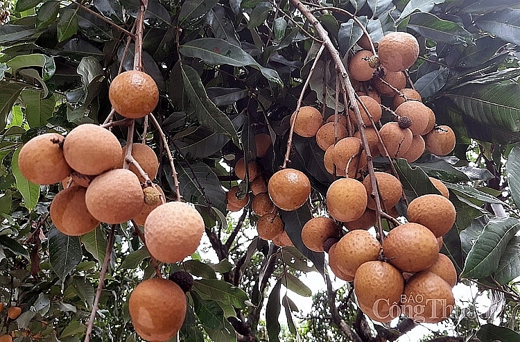Nhãn chín muộn Hà Nội có chất lượng tốt, quả sáng, mẫu mã đẹp, độ đồng đều cao (khoảng trên đưới 50 quả/kg), vị ngọt, cùi giòn, có mùi thơm đặc trưng, độ đường cao Nhãn chín muộn Hà Nội có chất lượng tốt, quả sáng, mẫu mã đẹp, độ đồng đều cao (khoảng trên đưới 50 quả/kg), vị ngọt, cùi giòn, có mùi thơm đặc trưng, độ đường cao