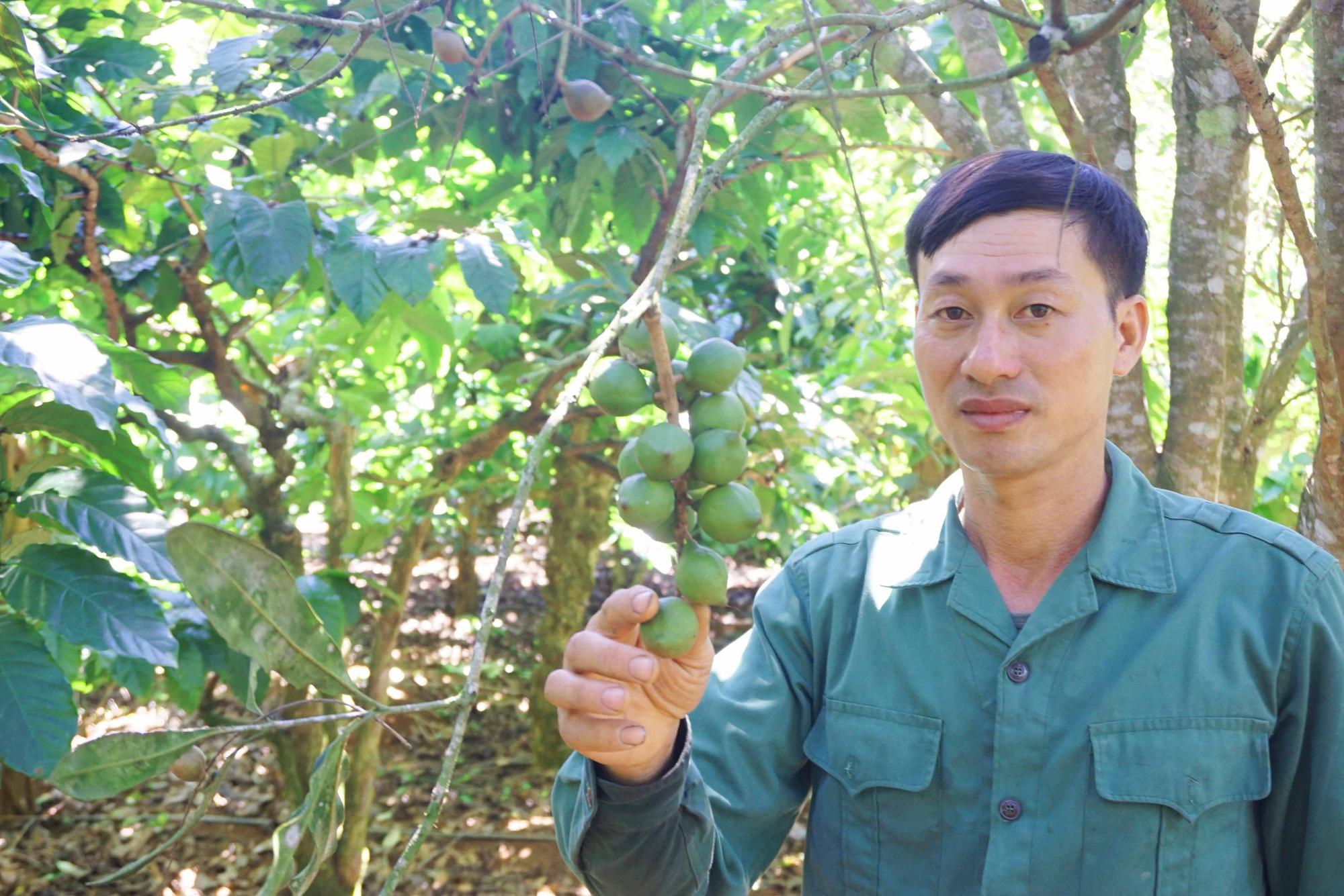 Chỉ là loại cây xen canh mà mỗi năm nông dân vùng cao thu hàng trăm triệu đồng từ loại cây này - Ảnh 4. Chỉ là loại cây xen canh mà mỗi năm nông dân vùng cao thu hàng trăm triệu đồng từ loại cây này - Ảnh 4.