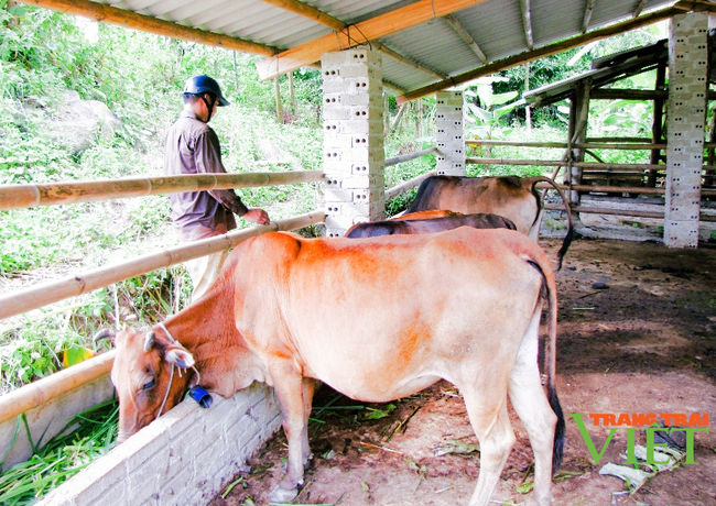 Nậm Nhùn phát triển chăn nuôi đại gia súc theo hướng bền vững - Ảnh 3. Nậm Nhùn phát triển chăn nuôi đại gia súc theo hướng bền vững - Ảnh 3.