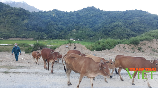 Nậm Nhùn phát triển chăn nuôi đại gia súc theo hướng bền vững - Ảnh 2. Nậm Nhùn phát triển chăn nuôi đại gia súc theo hướng bền vững - Ảnh 2.