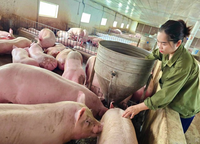 Xây dựng ngành chăn nuôi tự chủ, cân đối- Ảnh 3. Xây dựng ngành chăn nuôi tự chủ, cân đối- Ảnh 3.