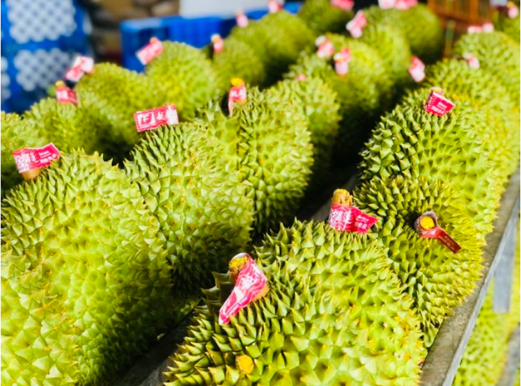 Malaysia xuất khẩu sầu riêng tươi sang Trung Quốc, tăng áp lực cạnh tranh với Việt Nam, Thái Lan- Ảnh 1. Malaysia xuất khẩu sầu riêng tươi sang Trung Quốc, tăng áp lực cạnh tranh với Việt Nam, Thái Lan- Ảnh 1.