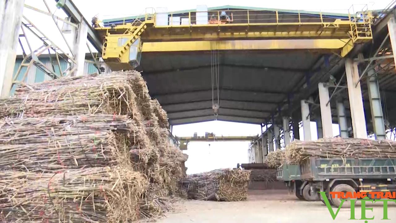 Công ty cổ phần mía đường Sơn La liên kết sản xuất cùng với nông dân- Ảnh 5. Công ty cổ phần mía đường Sơn La liên kết sản xuất cùng với nông dân- Ảnh 5.