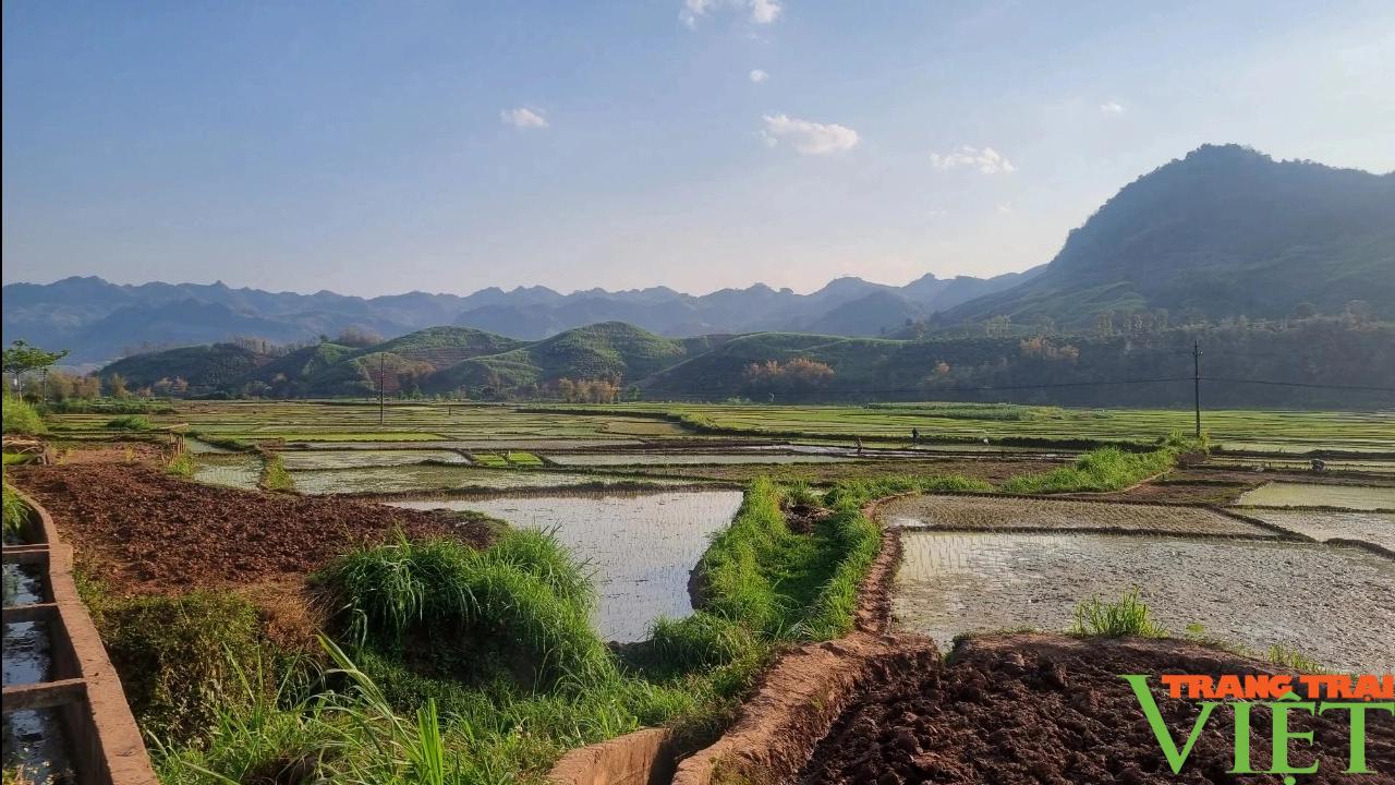 Nông dân Yên Châu tất bật xuống ruộng cấy lúa xuân- Ảnh 4. Nông dân Yên Châu tất bật xuống ruộng cấy lúa xuân- Ảnh 4.