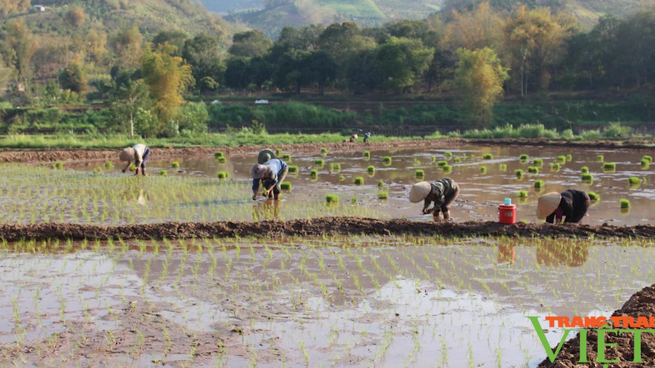 Nông dân Yên Châu tất bật xuống ruộng cấy lúa xuân- Ảnh 2. Nông dân Yên Châu tất bật xuống ruộng cấy lúa xuân- Ảnh 2.
