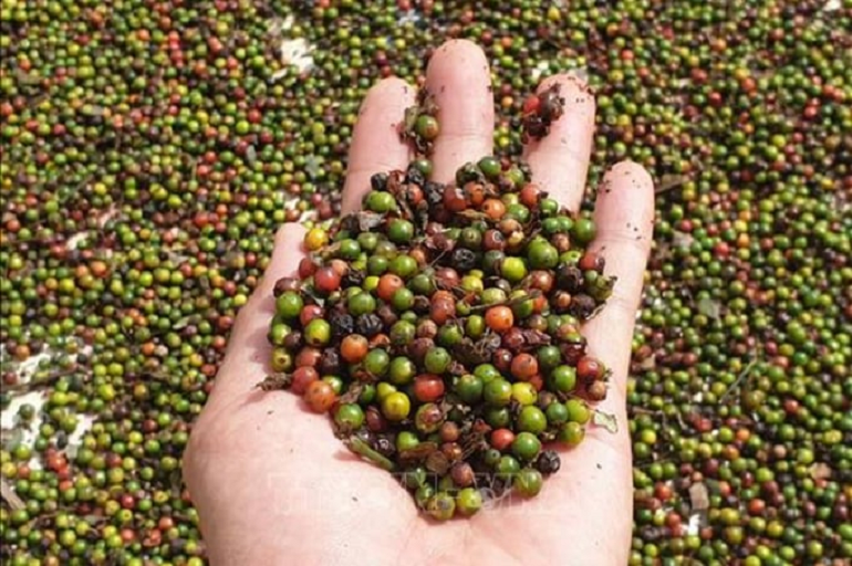 Giá tiêu hôm nay giảm tới 1.500 đồng/kg, nông dân không vội bán- Ảnh 2. Giá tiêu hôm nay giảm tới 1.500 đồng/kg, nông dân không vội bán- Ảnh 2.