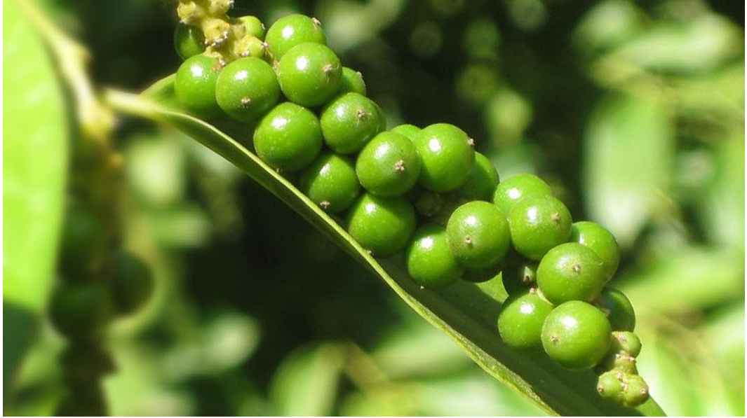 Giá tiêu hôm nay lại tăng, cao nhất 95.500 đồng/kg- Ảnh 2. Giá tiêu hôm nay lại tăng, cao nhất 95.500 đồng/kg- Ảnh 2.