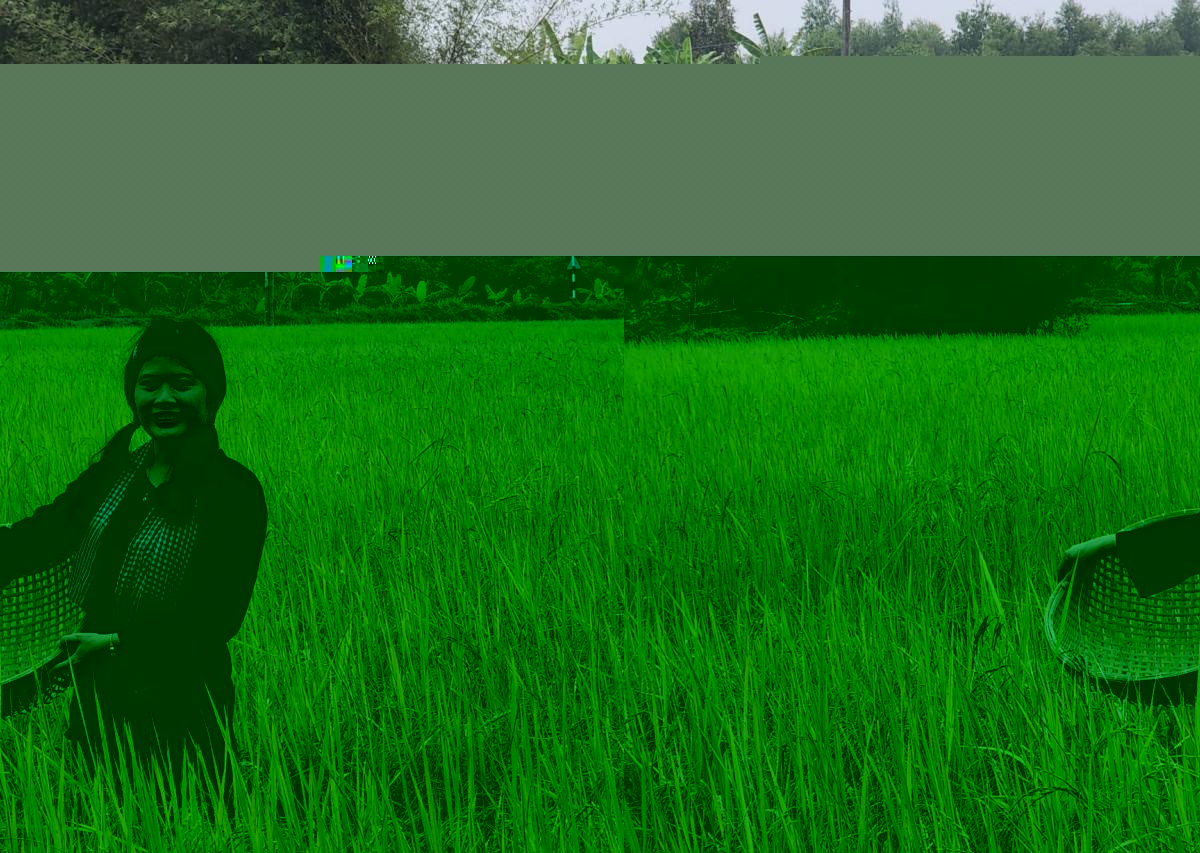 Đưa gạo ngon nhất thế giới về quê hương