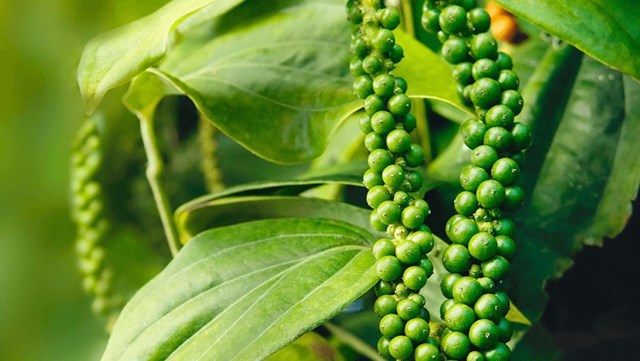 Giá tiêu tại Gia Lai và Đồng Nai duy trì ở mức thấp nhất- Ảnh 2. Giá tiêu tại Gia Lai và Đồng Nai duy trì ở mức thấp nhất- Ảnh 2.