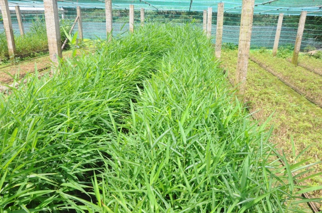 Cây Sa nhân tím được ươm tại vườn ươm dược liệu huyện Nam Trà My (Ảnh: quangnam.gov.vn) Cây Sa nhân tím được ươm tại vườn ươm dược liệu huyện Nam Trà My (Ảnh: quangnam.gov.vn)