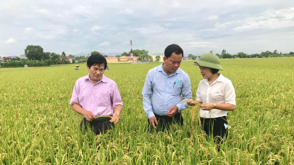 Hà Nội: Nâng cao chất lượng các vùng trồng lúa theo tiêu chuẩn VietGAP Hà Nội: Nâng cao chất lượng các vùng trồng lúa theo tiêu chuẩn VietGAP