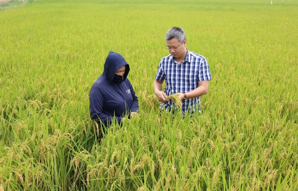Hà Nội: Nâng cao chất lượng các vùng trồng lúa theo tiêu chuẩn VietGAP Hà Nội: Nâng cao chất lượng các vùng trồng lúa theo tiêu chuẩn VietGAP