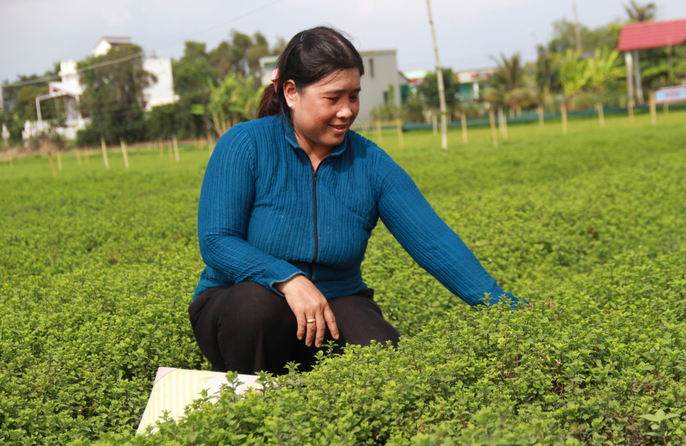 Nông dân chuẩn bị trái cây, rau màu phục vụ tết