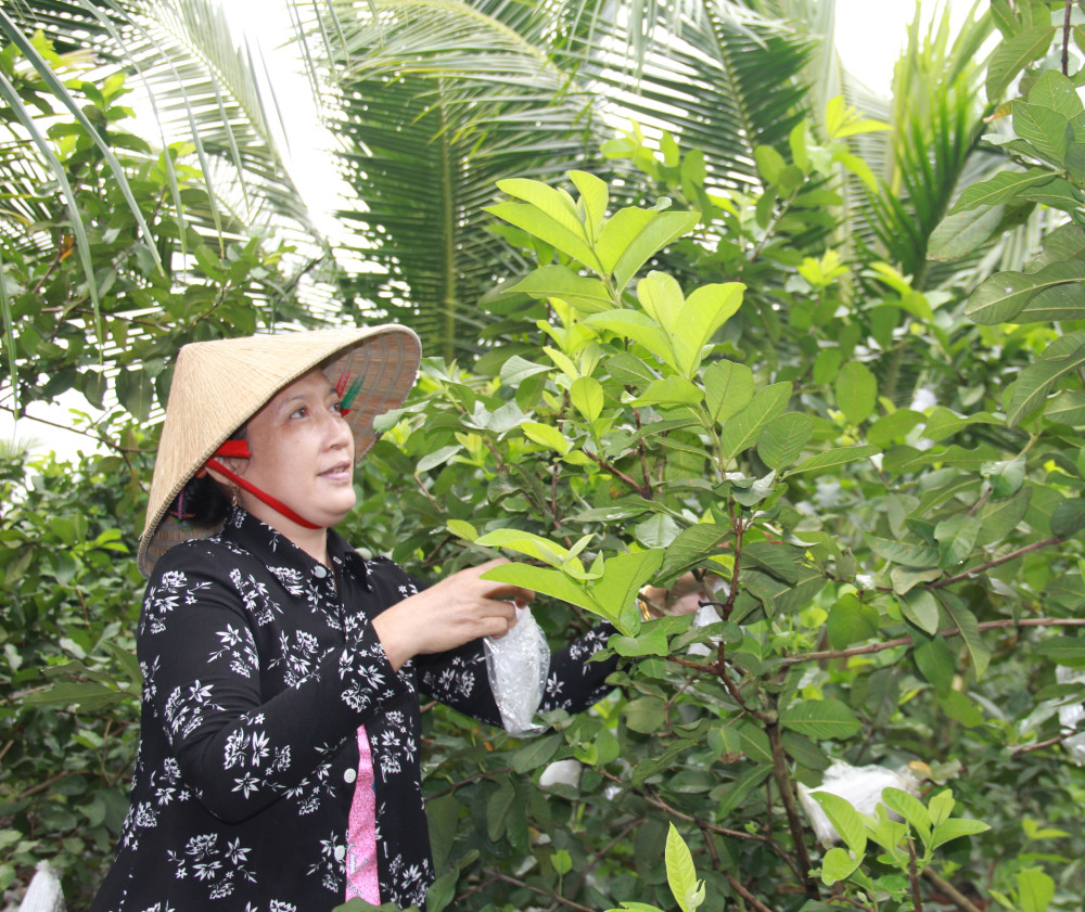 Nông dân chuẩn bị trái cây, rau màu phục vụ tết