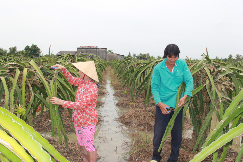 Nông dân chuẩn bị trái cây, rau màu phục vụ tết