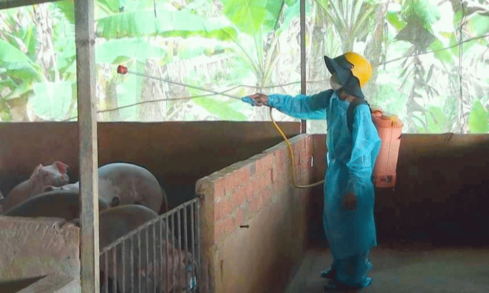 Kiểm soát tốt dịch bệnh, sản lượng chăn nuôi đạt mức cao mới  