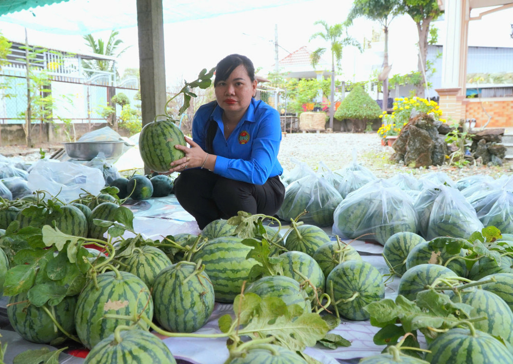 Nông dân Cần Giuộc thu hoạch dưa hấu tết