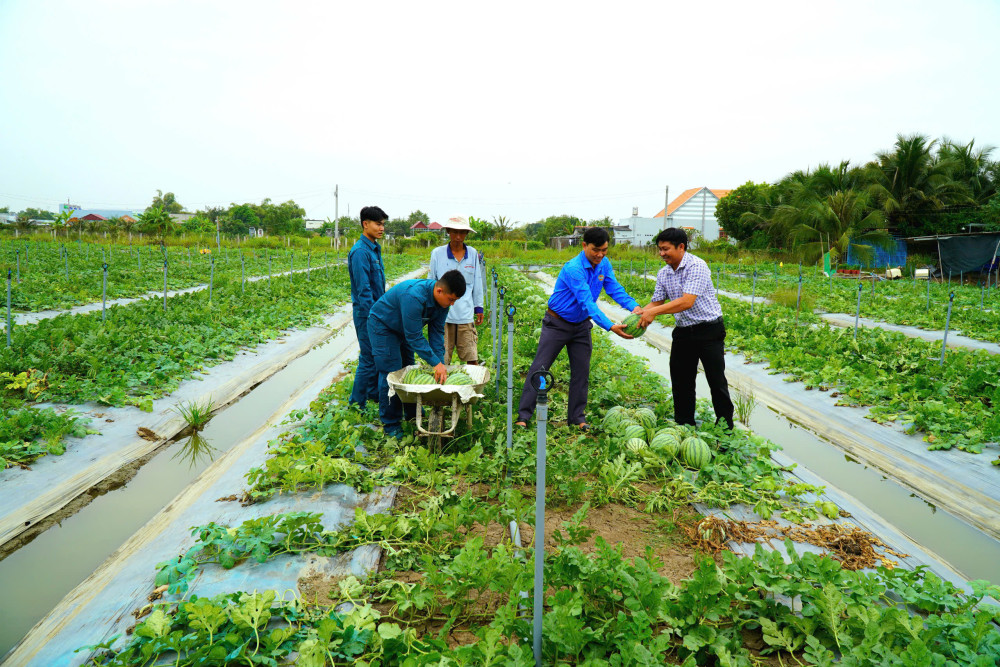 Nông dân Cần Giuộc thu hoạch dưa hấu tết