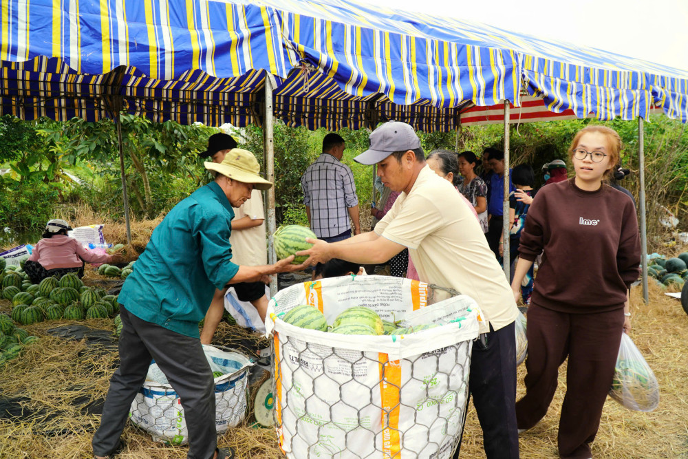 Nông dân Cần Giuộc thu hoạch dưa hấu tết
