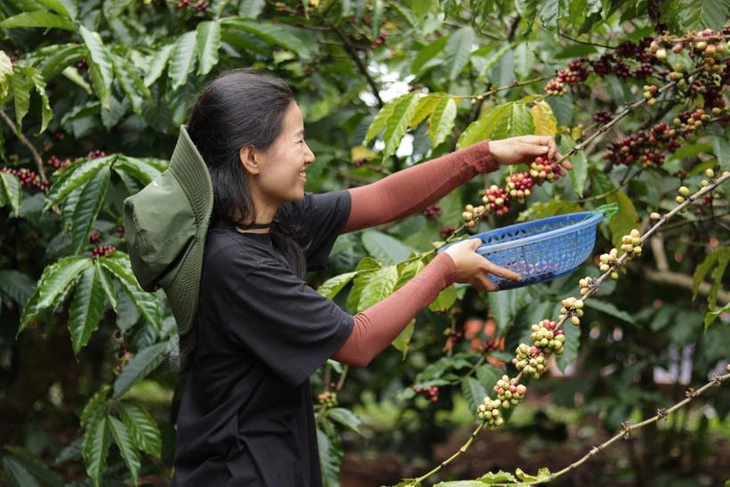 Niềm vui của người dân Tây Nguyên khi mùa vụ thu hoạch cà phê đến. Ảnh: Cẩm Thảo