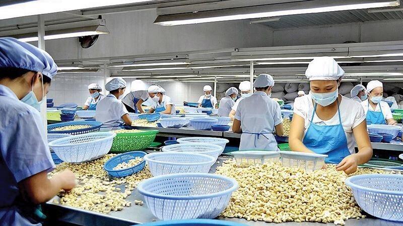 Ngành sản xuất hạt điều sẽ là hạt nhân thương mại nông sản của tỉnh Đồng Nai mới sau sáp nhập.