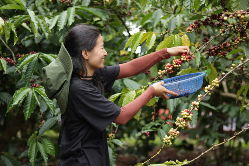 Nông dân tỉnh Đắk Lắk thu hoạch cà phê. Ảnh: Cẩm Thảo