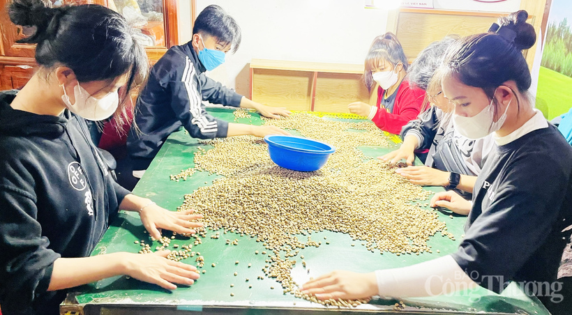 Lựa chọn những hạt cà phê đạt chuẩn trước khi rang xay thành phẩm