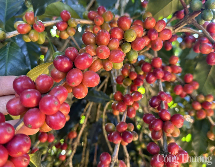Những chùm cà phê chín mọng, đẹp mắt được trồng ở Đắk Lắk