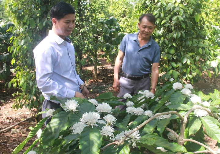 Du lịch mùa cà phê là đặc sản tại Đắk Lắk (Ảnh: Nguyễn Huy)