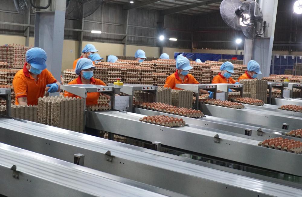 Phó Chủ tịch UBND tỉnh Nguyễn Minh Lâm khảo sát các trang trại chăn nuôi tiêu biểu tại xã Trà Vong và xã Tân Biên