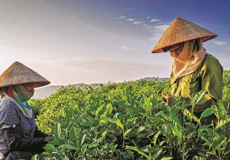 Giá chè tại thị trường nội địa bình quân đạt 7,5 USD/kg. Ảnh: Minh họa