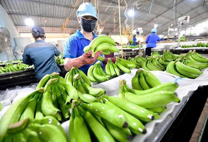 Năm 2024, xuất khẩu chuối mang về cho Việt Nam 378 triệu USD. Ảnh Minh họa